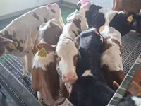 Toro, Simmental cattle — foto 7