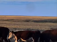 公牛, Kazakh White-headed cow — 照片 3