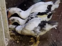Ducks — 照片 2