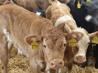 Cattle (batch, sex not specified), Cattle — photo 7
