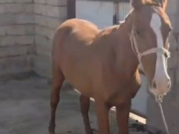 Yegua, Kazakh horse
