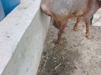 Ram, Sheep — photo 2