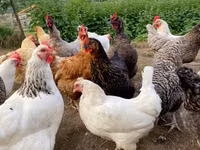 Chickens — Foto 2