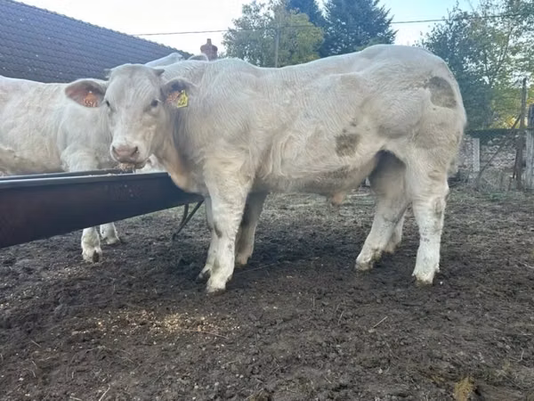 Toro, Charolais cattle