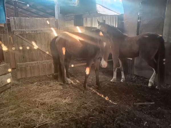 فرس, Horse breed — كازاخستان