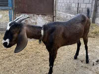 عنزة, Nubian Goat — الصورة 3