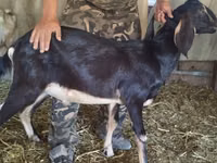 बकरी, Nubian Goat — फ़ोटो 6