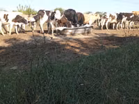 Toro, Russian Black pied cattle — foto 3