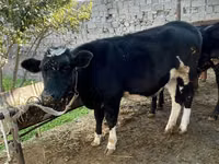 मवेशी (लॉट, लिंग निर्दिष्ट नहीं), Russian Black pied cattle — फ़ोटो 1