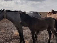 Mare, Horses — photo 4