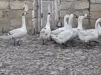 Geese — photo 2