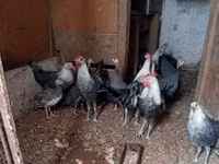 Pied — Foto 2