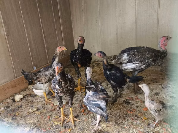 Chickens — Kirgisistan