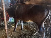 Vaca, Russian Black pied cattle — foto 3