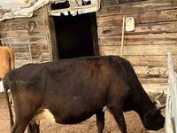 Sigir, Latvian Blue cattle — 5-rasm