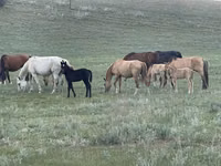 فرس, Horse breed — الصورة 4