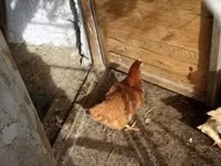 Chickens — 照片 1