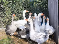 Geese — الصورة 7