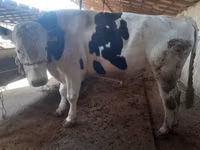 Toro, Raza Holstein — foto 5