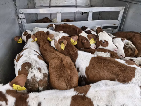 Bulle, Simmental cattle