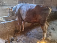 Toro, Swiss cattle — foto 4