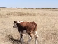 गाय, Latvian Blue cattle — फ़ोटो 3