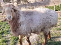 كبش, Arashan sheep — الصورة 3