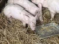 Eber, Schweine — Foto 4