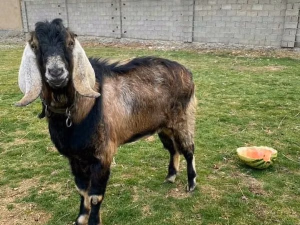 تيس, Nubian Goat — كازاخستان