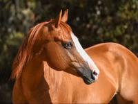 Stute, Quarter Horse — Foto 3