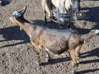 Cabro, Cabras — foto 5