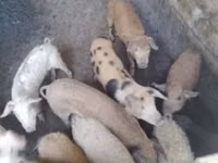公猪, Pigs — 照片 3