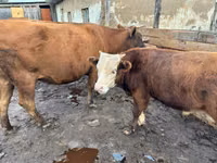 Vaca, Latvian Blue cattle — foto 6