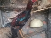 Chickens — 5-rasm