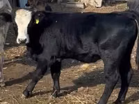 Bulle, Simmental cattle — Foto 2