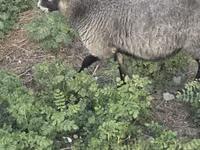 Widder, Romanov sheep — Foto 4