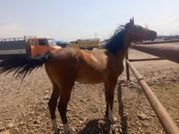 公马, Friesian sport horse — 照片 1