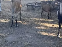 Cabro, Cabras — foto 4