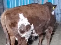 母牛, Latvian Blue cattle — 照片 2