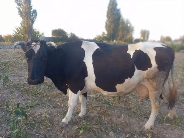 母牛, Russian Black pied cattle — 哈萨克斯坦