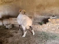 كبش, Rhon sheep — الصورة 2
