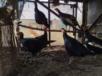 Turkeys — 1-rasm