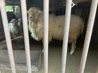 Ram, Sheep — photo 1