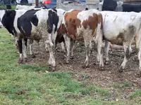 Kuh, Russian Black pied cattle — Foto 4