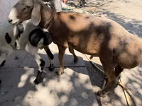 كبش, Arashan sheep — الصورة 1