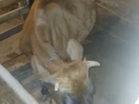 Kuh, Wilder Yak — Foto 2