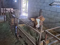 Kuh, Swiss cattle — Foto 2
