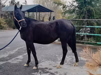 Toychoq, Akhal-Teke — 2-rasm