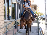 Mare, Quarter Horse — photo 4