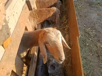 كبش, Edilbay sheep — الصورة 4